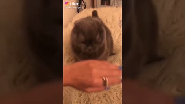 Злой котик ?сделай кусь смотреть онлайн