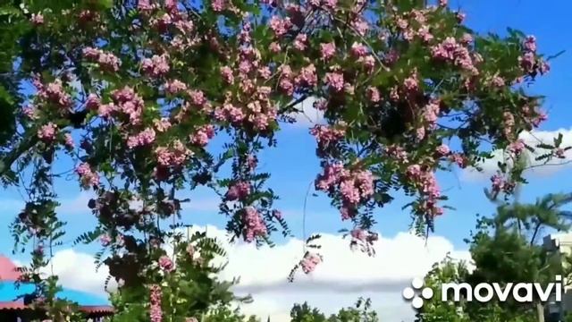 Стихи Оксаны Небесной (Гамзы). Утро. смотреть онлайн