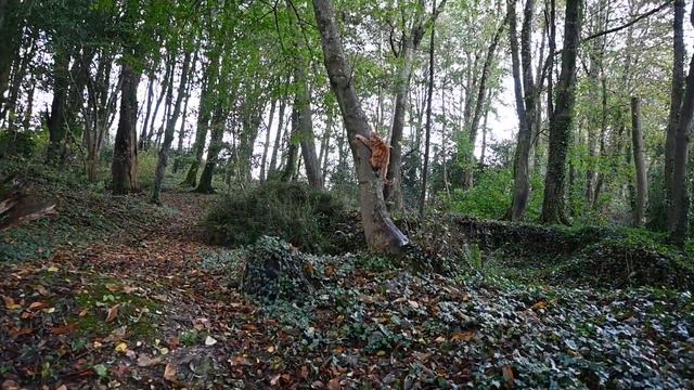 Ginger Cat Danny Meets Another Friendly Dog Today