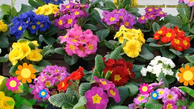 Примула обыкновенная. Краткий обзор, описание характеристик, где купить саженцы primula vulgaris смотреть онлайн