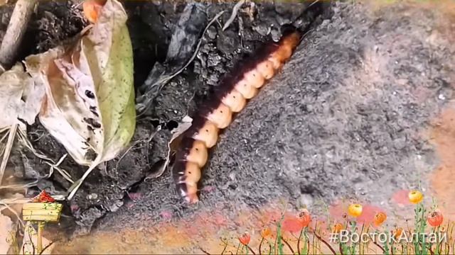 Древоточец пахучий (стадия гусеница) смотреть онлайн