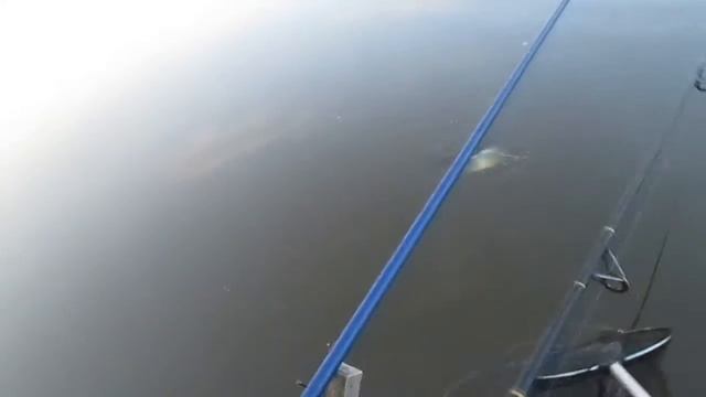 Ловля карпа на спиннинг. Рыбалка 2013. Рыбалка на карпа. смотреть онлайн