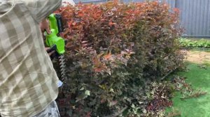 Тестируем наш аккумуляторный КУСТОРЕЗ GREENWORKS - стрижём пузыреплодник. Результат ?