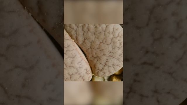 Живые камни. Литопсы смотреть онлайн