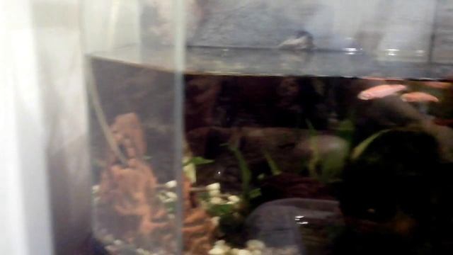 котенок фунтик ловит рыбу, kitty Winnie the Pooh fishing смотреть онлайн