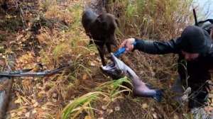 / 11 ДНЕЙ НА СЕВЕРЕ САХАЛИНА / ЛОВЛЯ ЛЕНКА И ХАРИУСА / Сахалинская рыбалка & Sakhalin fishing