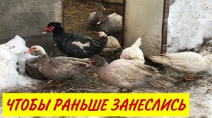 Как Индоуток простимулировать на яйцекладку / Чтобы Мускусные утки начали нестись / нести яйца