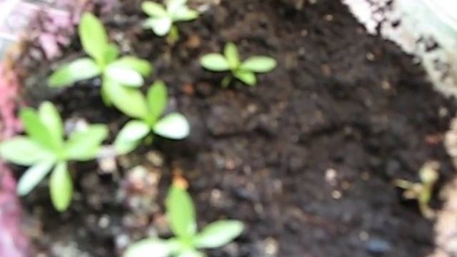 Эустома из семян смотреть онлайн