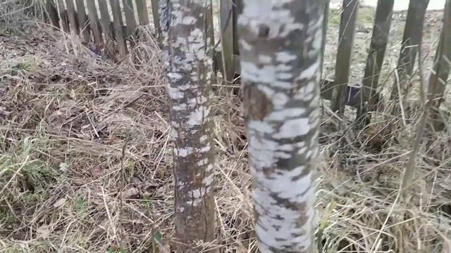 Зачем нужна побелка?Стойкий раствор для побелки деревьевДеревенская жизнь.