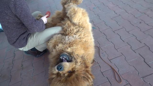 ?Милые великаны. Cute giants. Тибетские мастифы. Tibetan mastiffs. смотреть онлайн