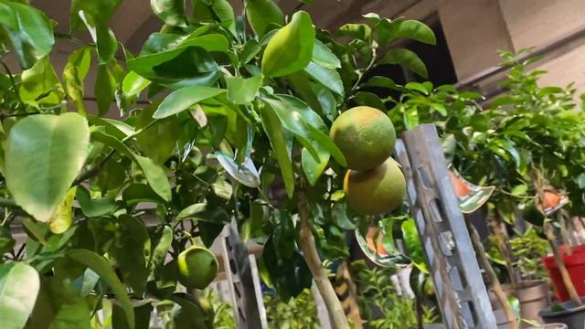 Обзор цитрусов: помело и грейпфруты смотреть онлайн