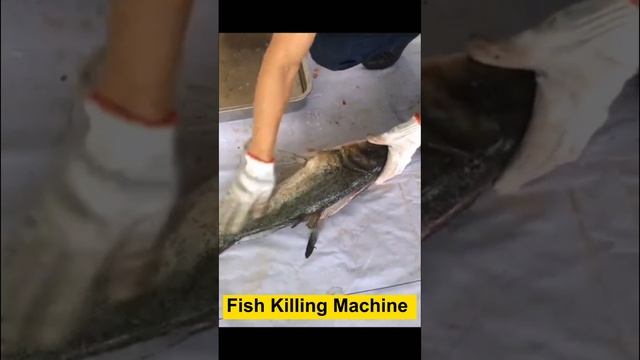 Fast and convenient fish descaling and killing machine from Eruis смотреть онлайн