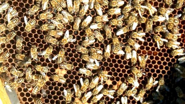 Проверка подсаженной матки В -76 спустя неделю смотреть онлайн