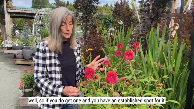 Learn about Echinacea Coneflower in your garden with Lorna смотреть онлайн