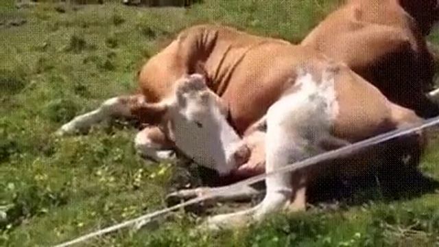 Тёлочка сосет свое большое вымя без регистрации и смс Что будет если не доить корову смотреть онлайн