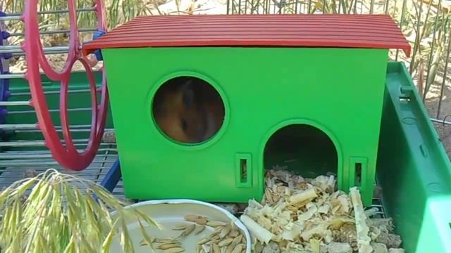 Сирийский хомяк засыпает на пляже. Ржач смотреть онлайн