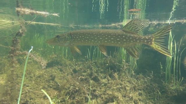 Путешествие по Карельскому перешейку || FullHD 1080p смотреть онлайн