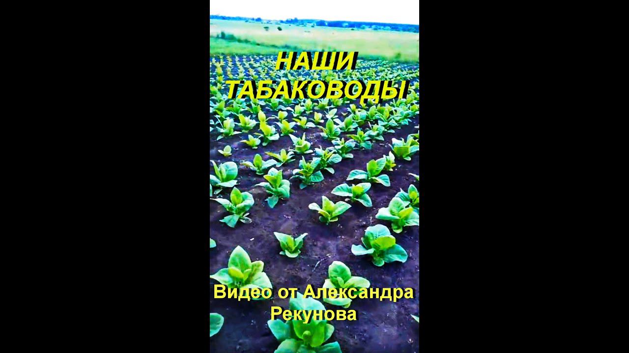 НАШИ ТАБАКОВОДЫ . Видео от Александра Рекунова . Тамбов . смотреть онлайн