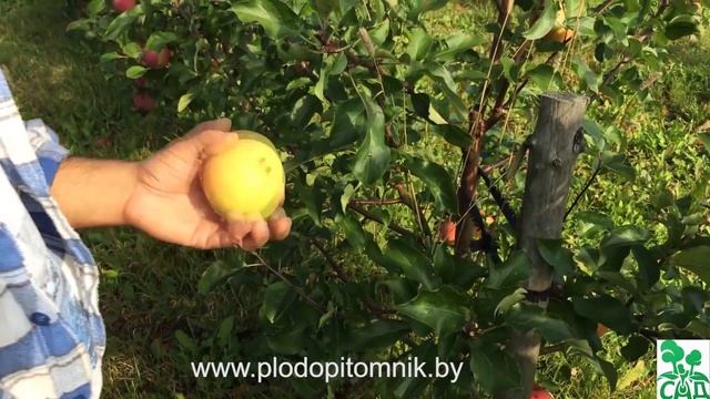 Яблоня сорт Болотовское смотреть онлайн