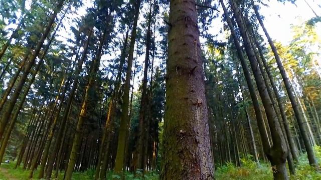 Лес. Русский Лес. Осенний Лес. Видео Лес. Прогулка по Лесу. Лесные Пейзажи. Фута смотреть онлайн