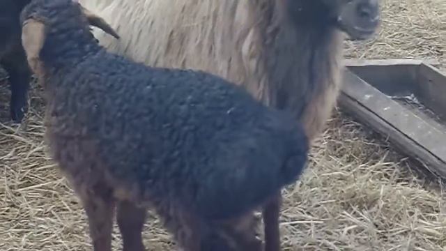 Эдильбаевская порода овец - ягнята 2018г смотреть онлайн