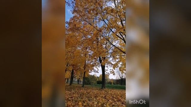 В осеннем парке Перуанская собака смотреть онлайн