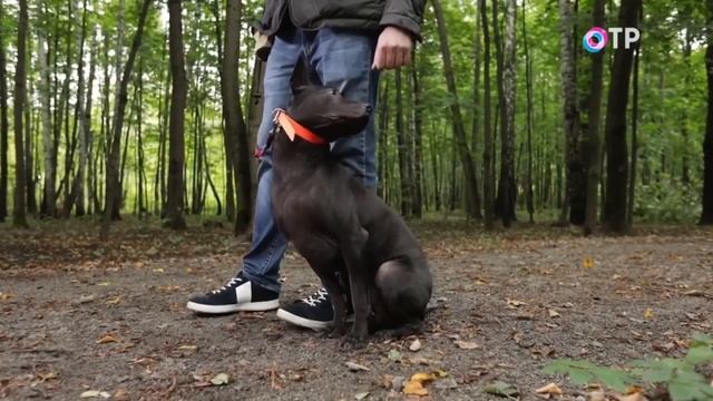 Тайский риджбек смотреть онлайн