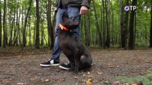 Тайский риджбек