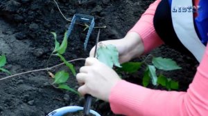 Клематис размножение пришпиливанием! Посадка цветение уход выращивание болезни сорта виды клематиса