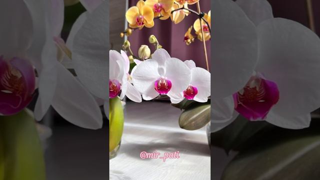 БЛАГОДАРЯ ЭТОМУ, ОРХИДЕИ ЗДОРОВЫЕ И ЦВЕТУЩИЕ! смотреть онлайн