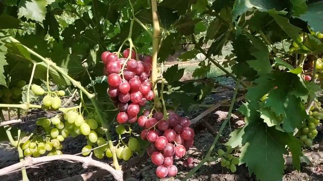 ВИНОГРАД  БОДРЫЙ  2019г