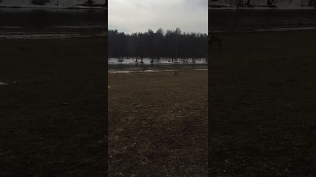 Любимая поляна оттаяла ) Басенжи смотреть онлайн