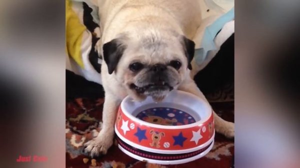 Essayez De Ne Pas Rire : 1 Heure De Vidéos De Chats Les Plus Drôles #4 | Vidéos Drôles D'animaux