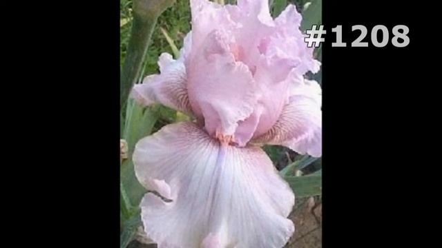 #1208. Ирисы - самые лучшие цветы смотреть онлайн