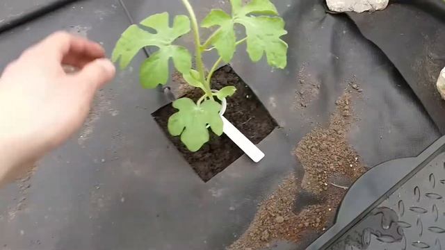 Обрабатываю растения в теплице при посадке биофунгицидом