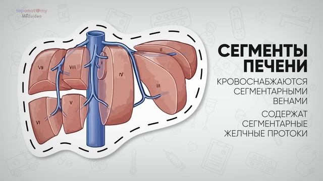 Анатомия печени. Печеночная долька. Желчный пузырь. смотреть онлайн