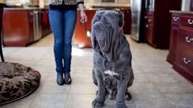 10 Important Facts about Mastiff - English Mastiff Top 10 Facts смотреть онлайн