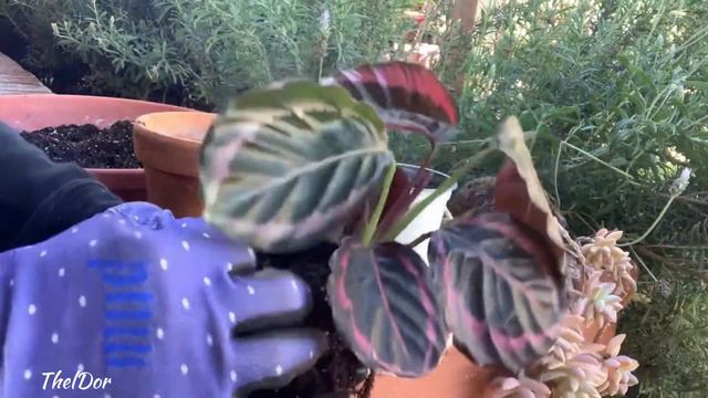 Repotting Rose Rabbit Ear Calathea in Larger Pot - Calathea Roseopicta смотреть онлайн