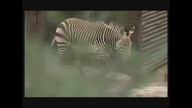 Equus Zebra Hartmannae - Гірська зебра Гартмана - Hartmann's Mountain Zebra