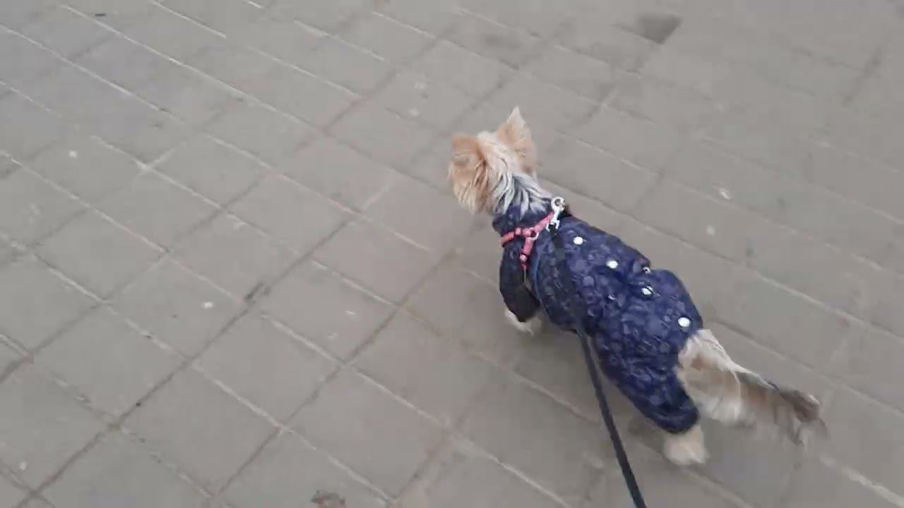 Боня и голуби !!! смотреть онлайн