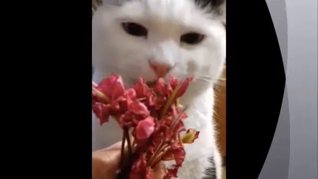 Котик Мотик смотреть онлайн