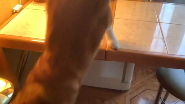 Рыжик сидит на столе и возмущается смотреть онлайн