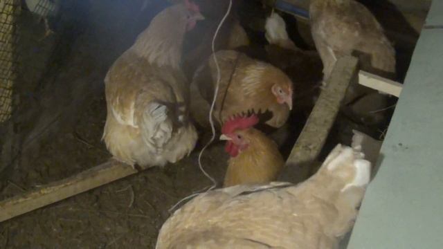 Мини-мясные красные!! Самые выгодные куры в птичьем хозяйстве! Лучшие куры!! смотреть онлайн