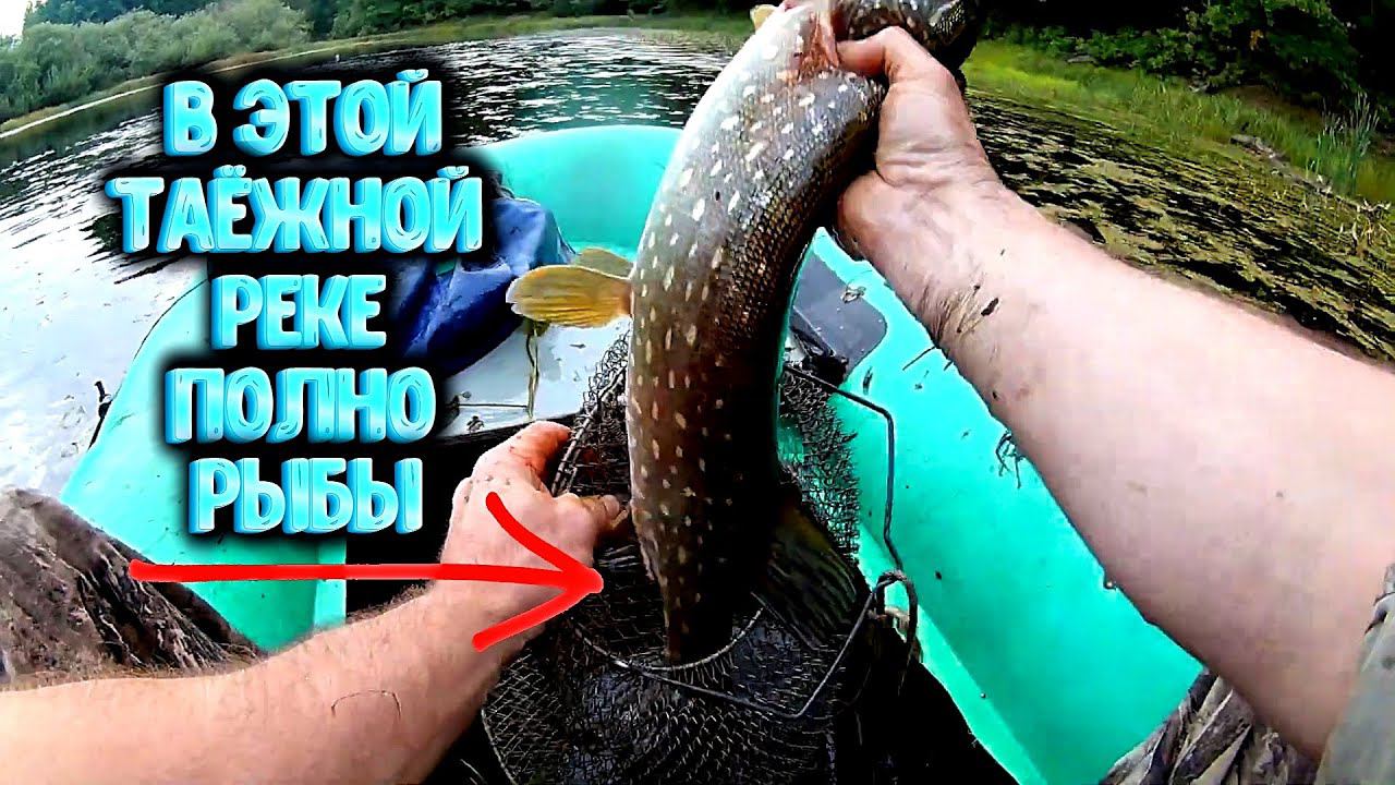 ✔️ Оставил жерлицы на ночь а утром решил проверить В этой таёжной реке полно рыбы! смотреть онлайн