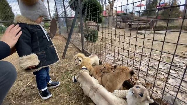 Ангелина ДЕЛИТ ЛЬВЯТ на настоящих и игрушечных ! смотреть онлайн