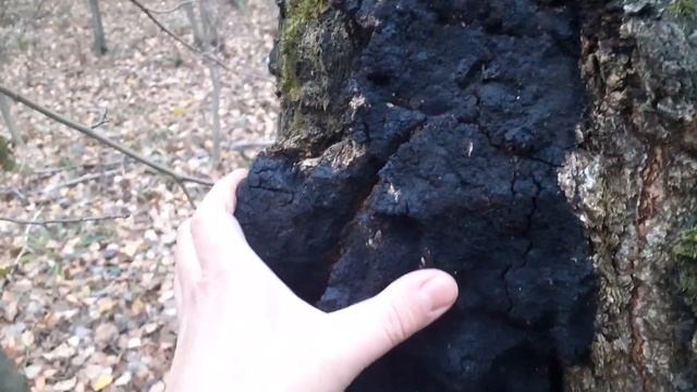 Собираю чагу в лесу. смотреть онлайн