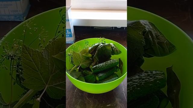 Рецепт «Малосольные огурчики»