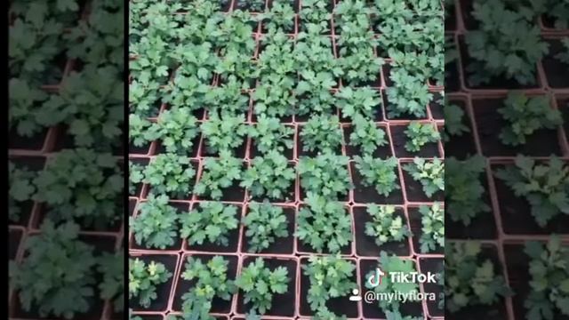 Принимаем заказы на черенки хризантемы мультифлора весна 2021 цена от 17 руб. смотреть онлайн