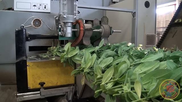 Van VLIET Flower Group - Gebr. van der Lugt Lisianthus смотреть онлайн