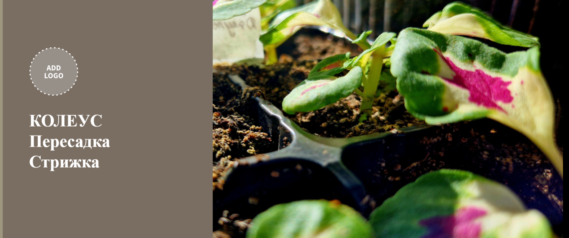 Как стричь колеус. Как пересаживать колеус